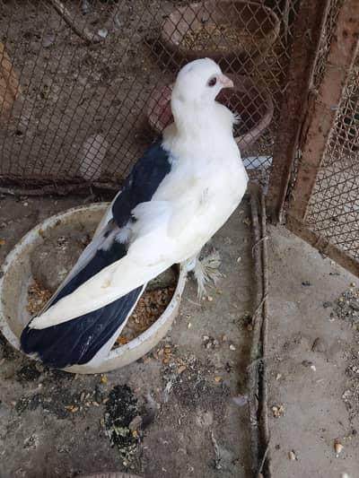 pigeon