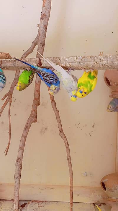 Australin parrot
