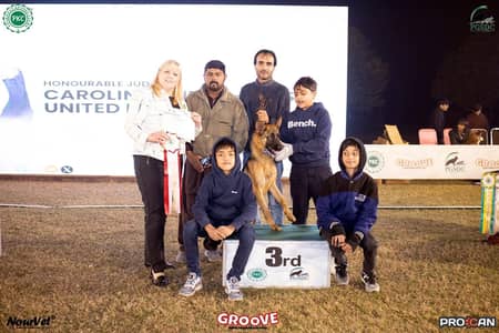​ PREMIUM SHOW-QUALITY GERMAN SHEPHERD FEMALE FOR SALE