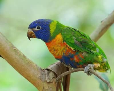Lorry / Ringneck Male/Female