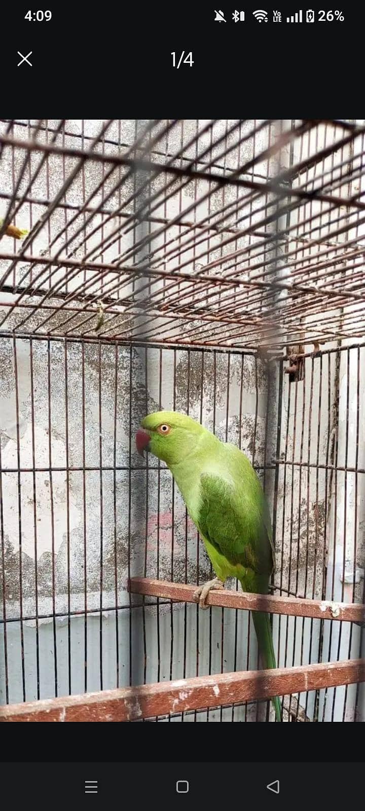 Lorry / Ringneck Male/Female 1