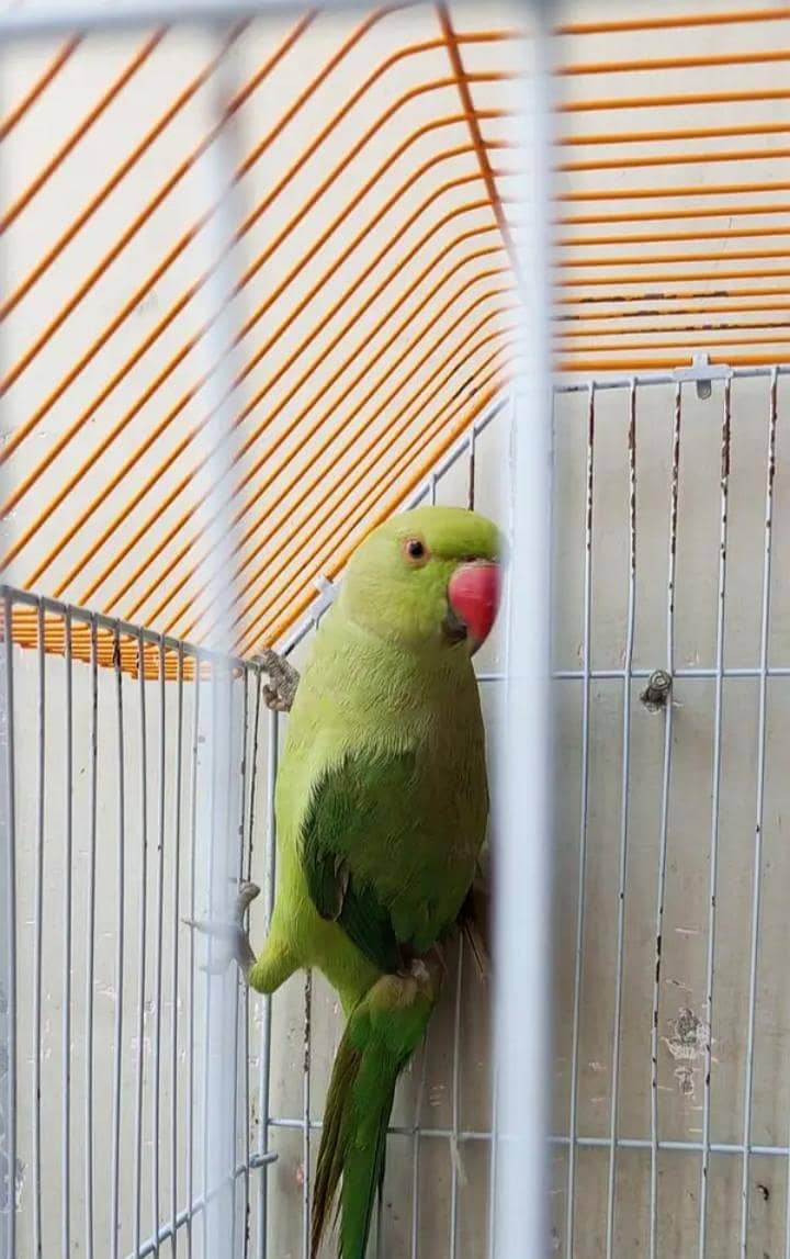 Lorry / Ringneck Male/Female 2