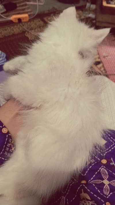 Persian kitten