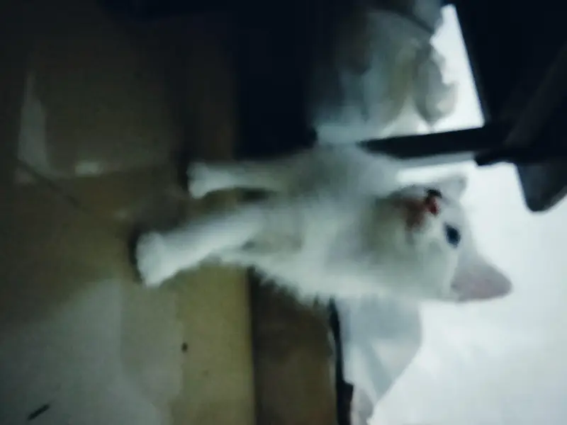 blue eyes cat — photo 2
