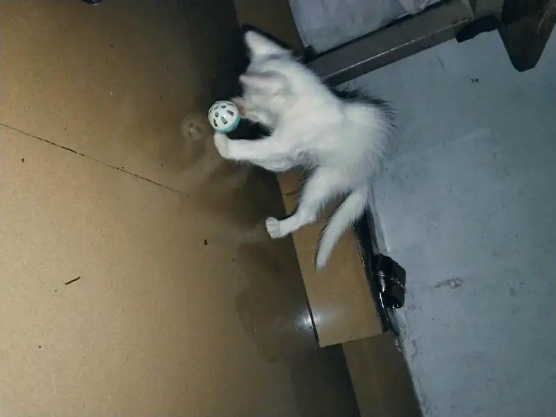 blue eyes cat — photo 3