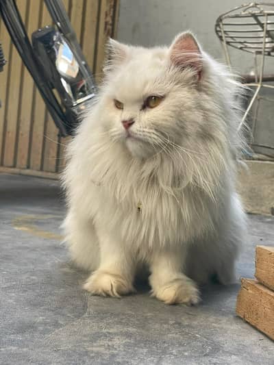 original persian cats triple coted