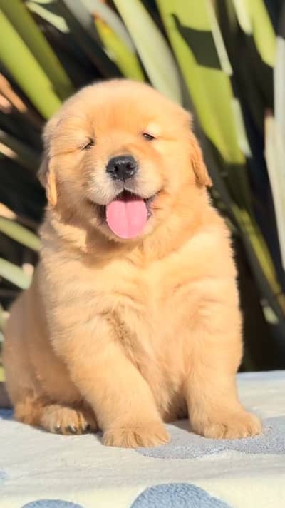 Golden retriever puppy