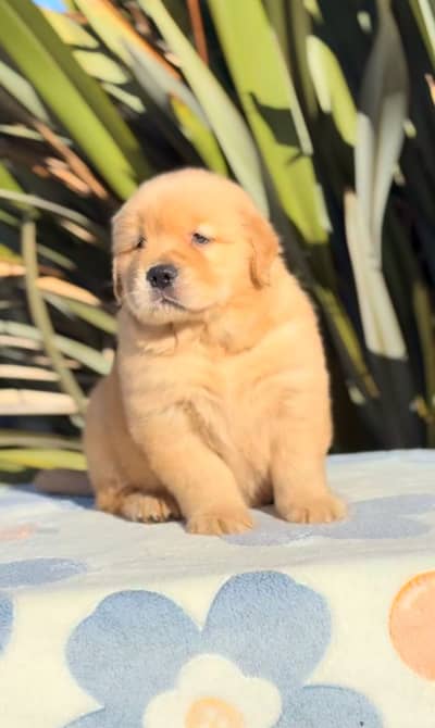 Golden Retriever Pedigree Male Puppy