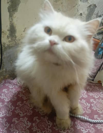 persain cat