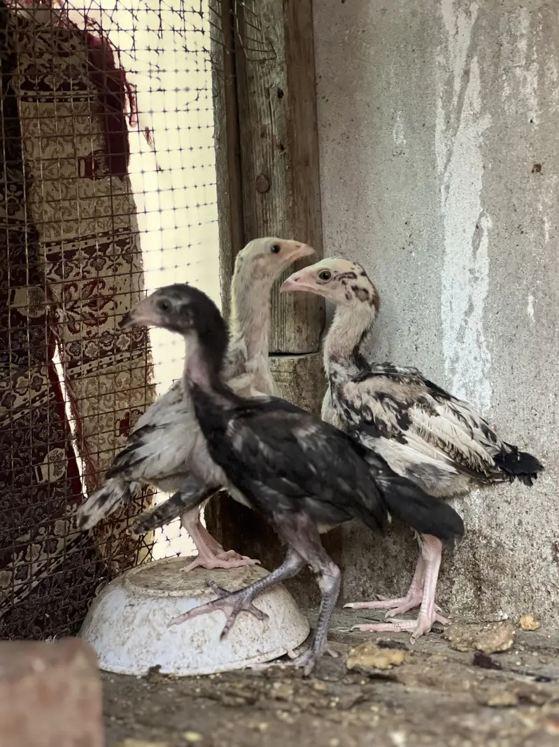 Aseel lasani chicks top quality — photo 2
