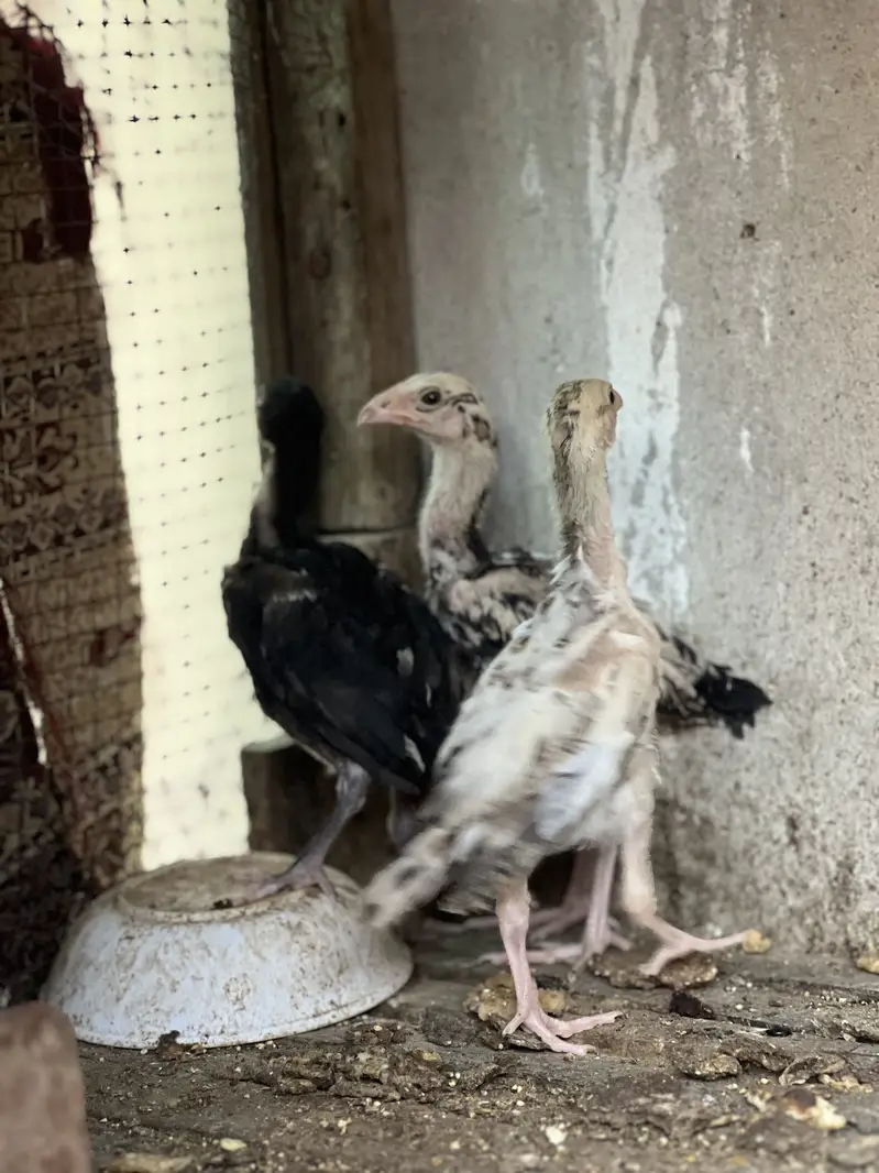 Aseel lasani chicks top quality — photo 3