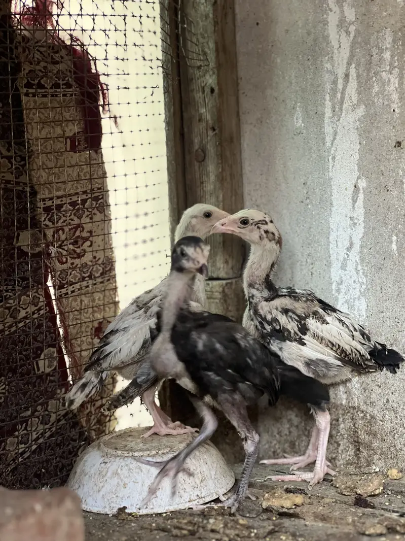 Aseel lasani chicks top quality — photo 4