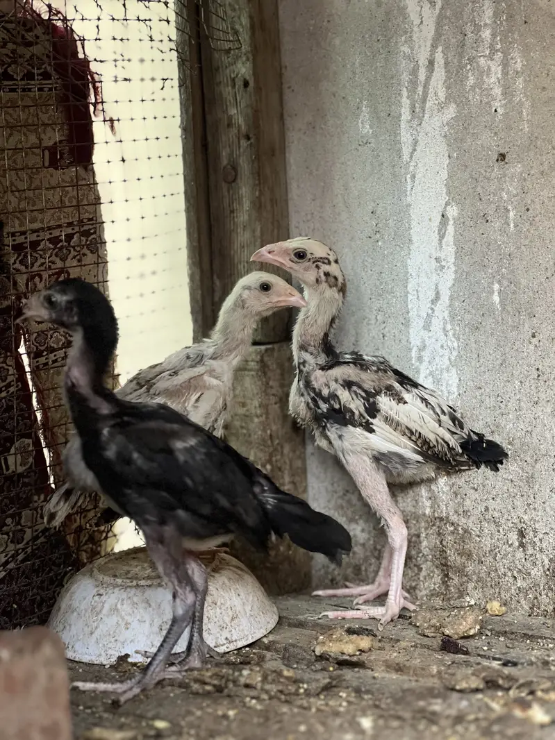 Aseel lasani chicks top quality — photo 5