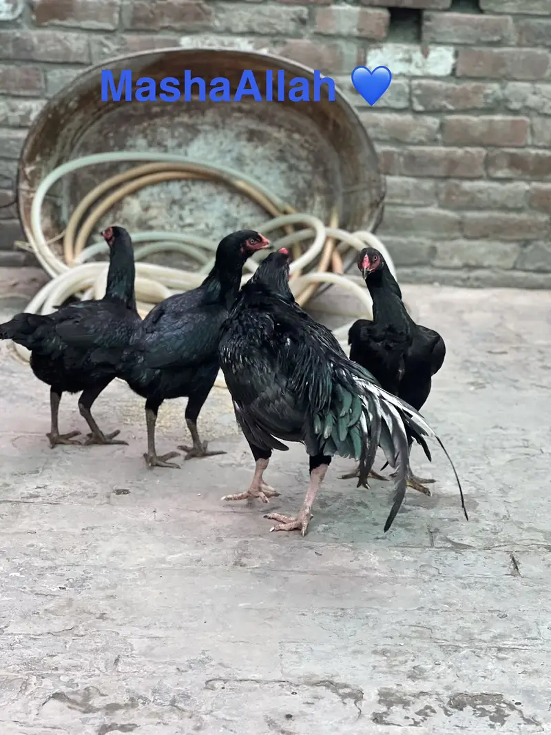 Aseel lasani chicks top quality — photo 6