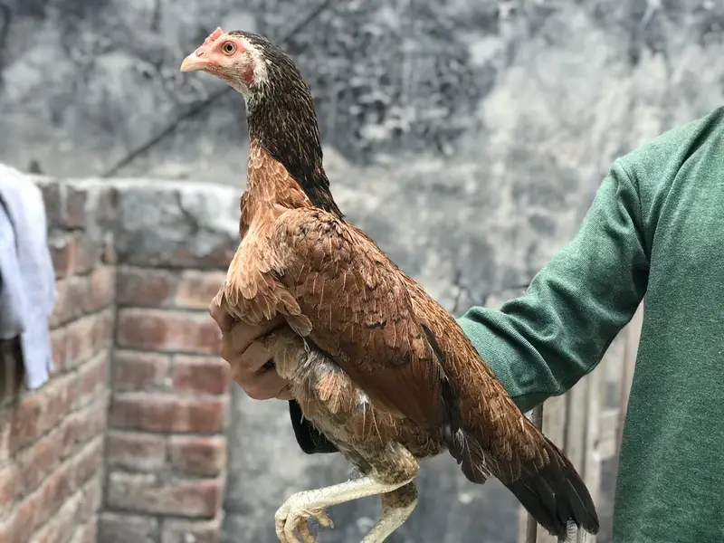 Aseel lasani chicks top quality — photo 8