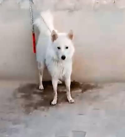 Sangla hill