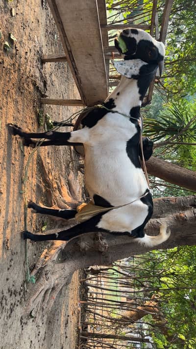 Bakri with kid path and black path