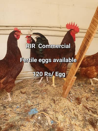 RIR Commercial  eggs / fertile eggs/ rir eggs