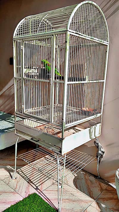 Gray parrot / Iron Cage . .