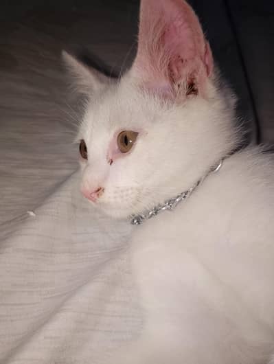 Cat For Sale