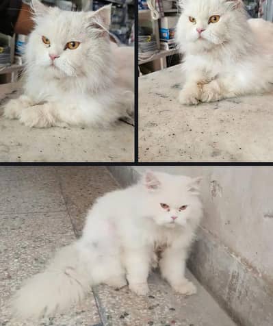 persain cat