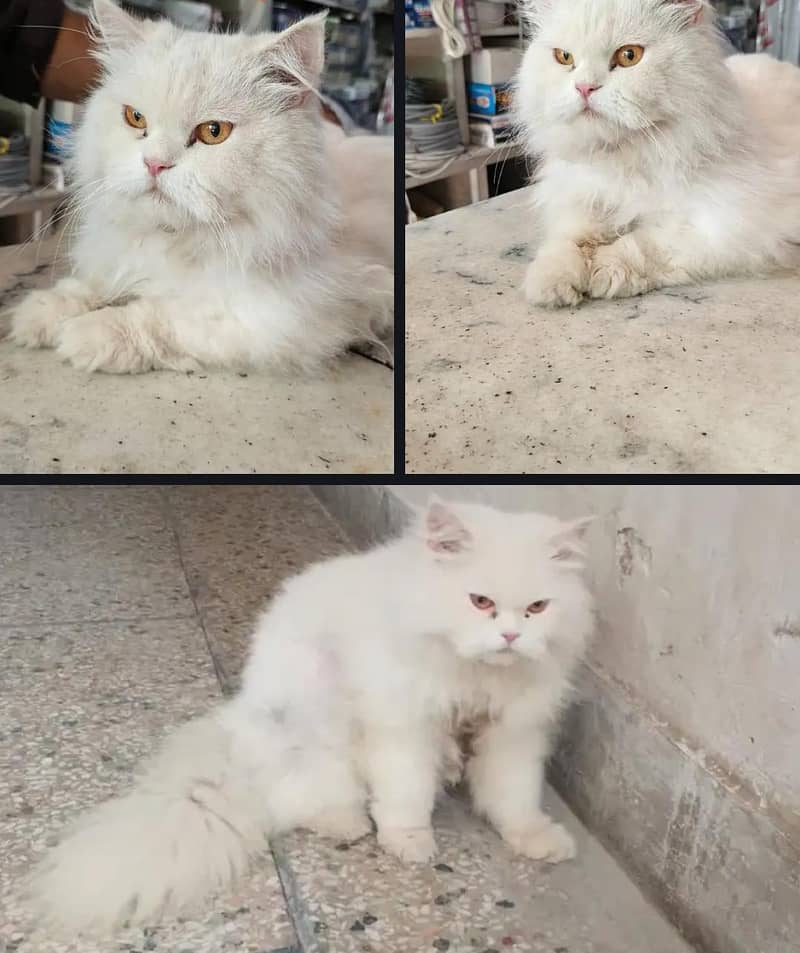 persain cat 0