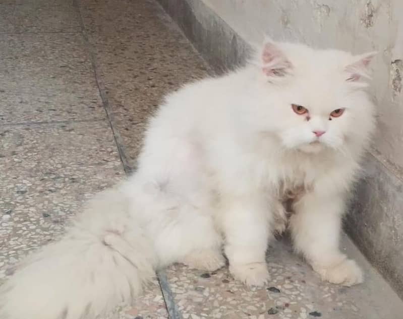 persain cat 2