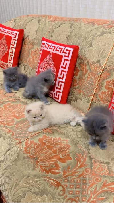 Persian