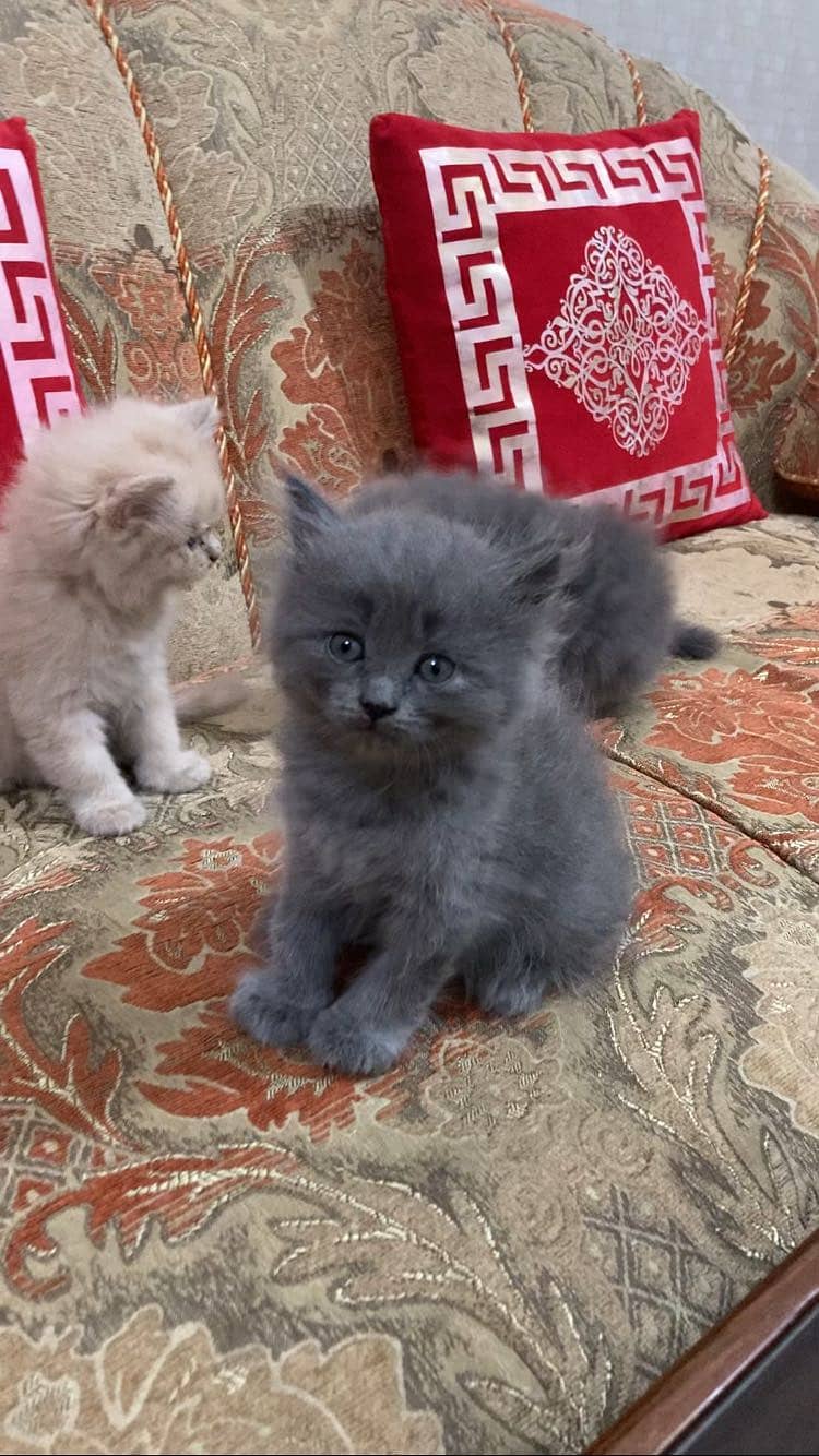 Persian 1