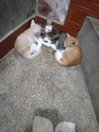 cat baby (age 1 month) for sale Rs 500