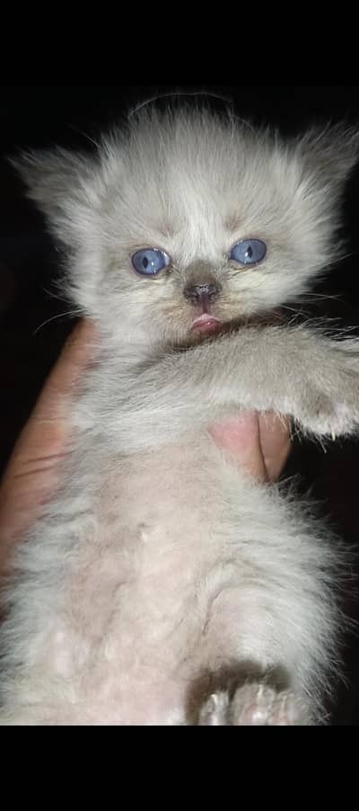 Persian punch baby's for sale contact number 0305.4364606