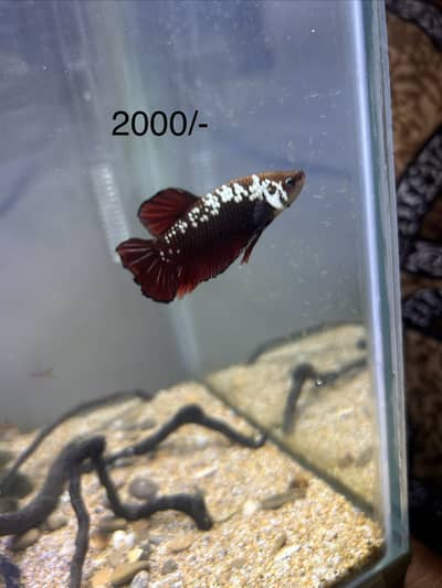 Exotic Betta Fish for sale