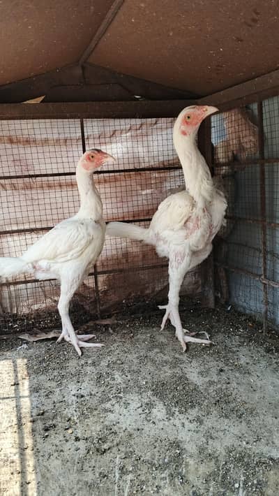 Pure Aseel Hera breed