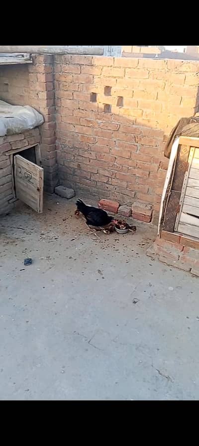 Aseal chicks for sale