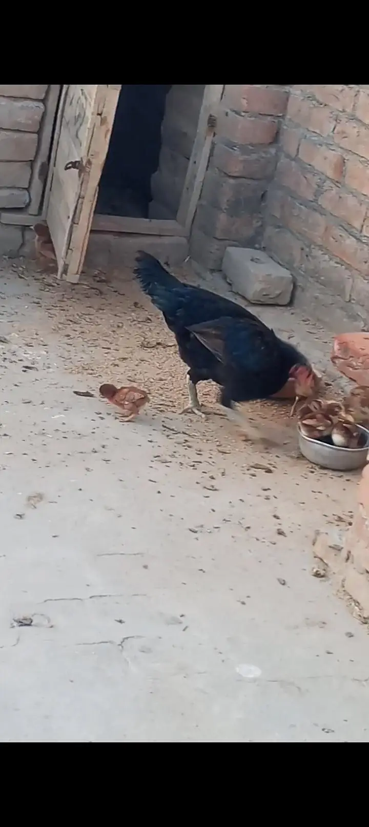 Aseal chicks for sale — photo 4