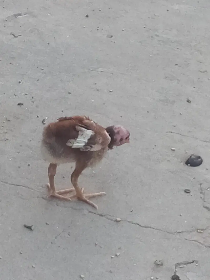 Aseal chicks for sale — photo 5