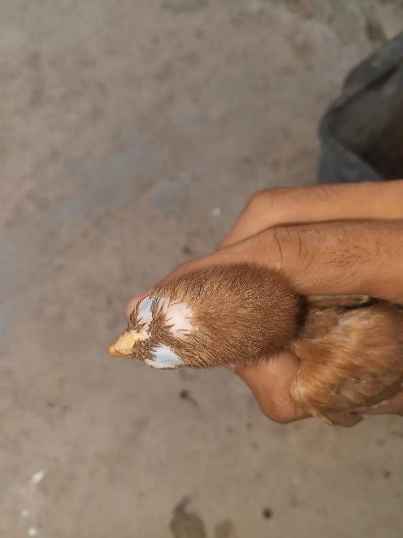 Aseal chicks for sale — photo 7