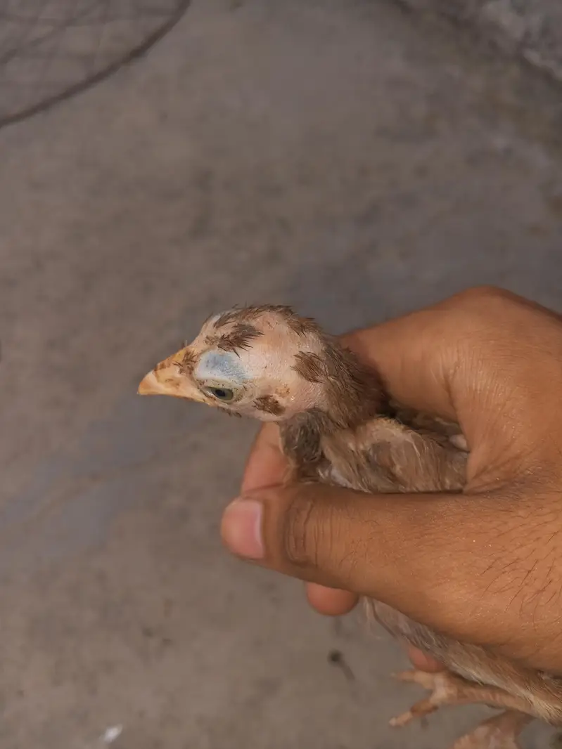 Aseal chicks for sale — photo 8