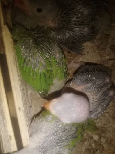 Ring nack parrot checks for sale in islambad