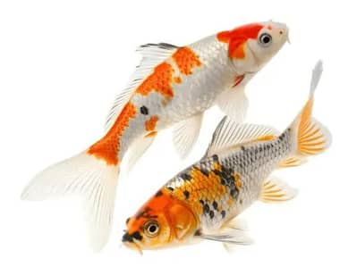 Koi fish baby