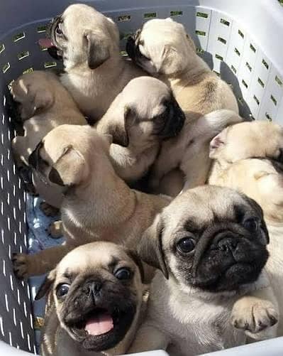 pug puppy