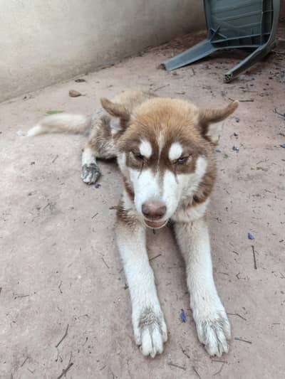 Husky puppies available for sale