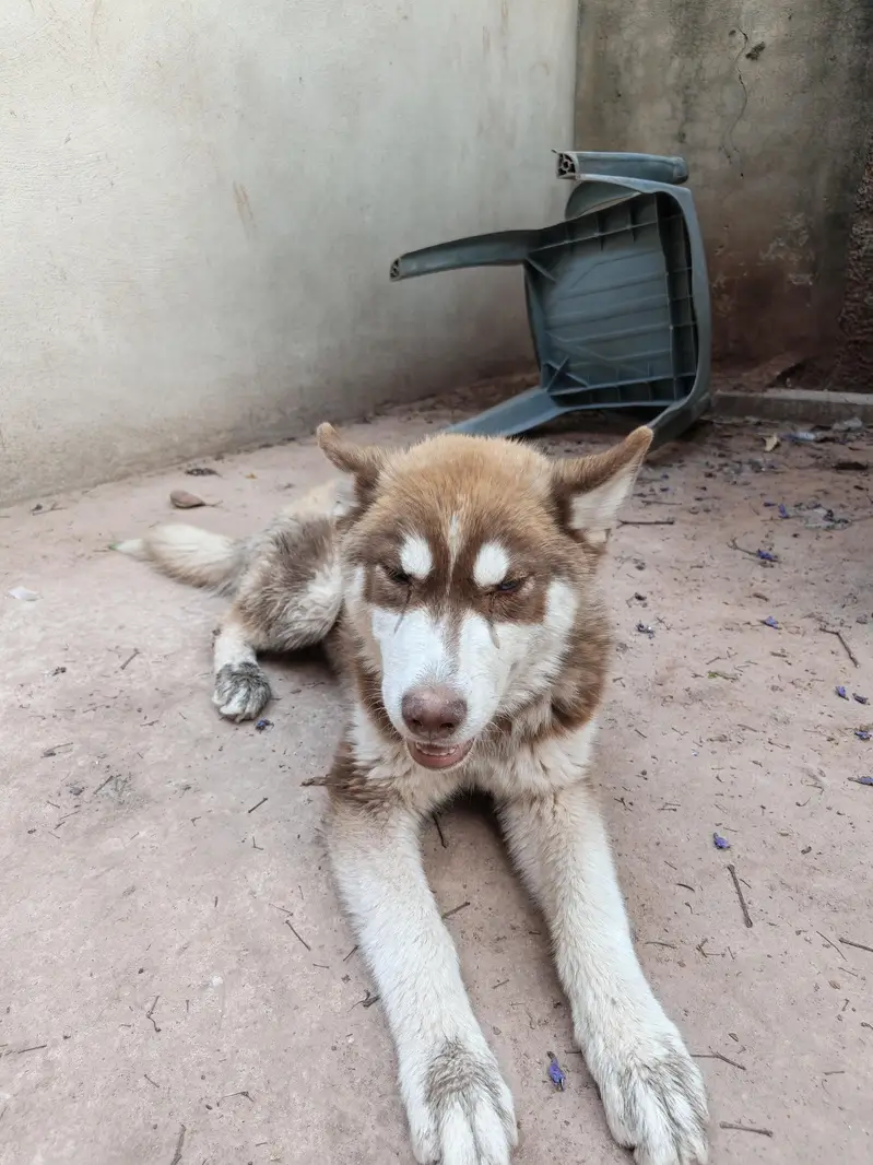 Husky puppies available for sale — photo 2