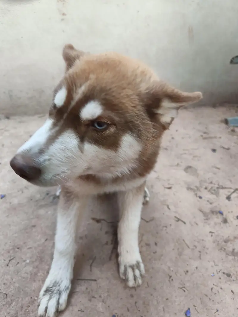 Husky puppies available for sale — photo 3