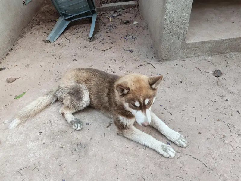 Husky puppies available for sale — photo 4
