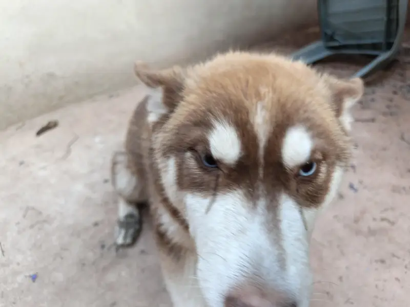 Husky puppies available for sale — photo 5