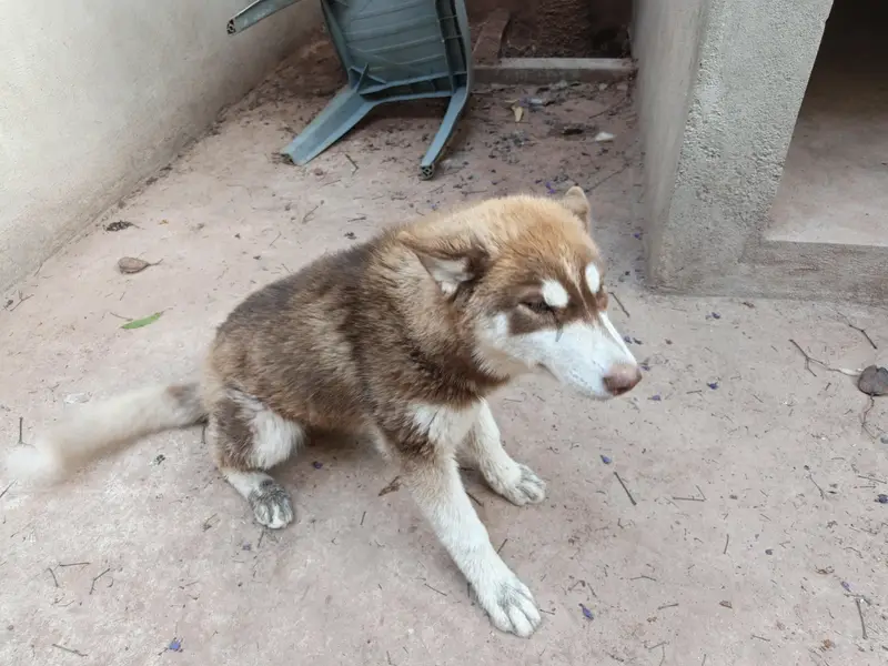 Husky puppies available for sale — photo 6