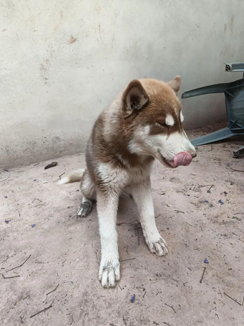 Husky puppies available for sale — photo 7