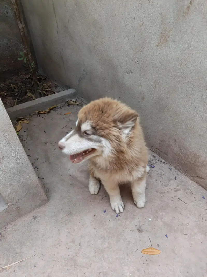 Husky puppies available for sale — photo 8