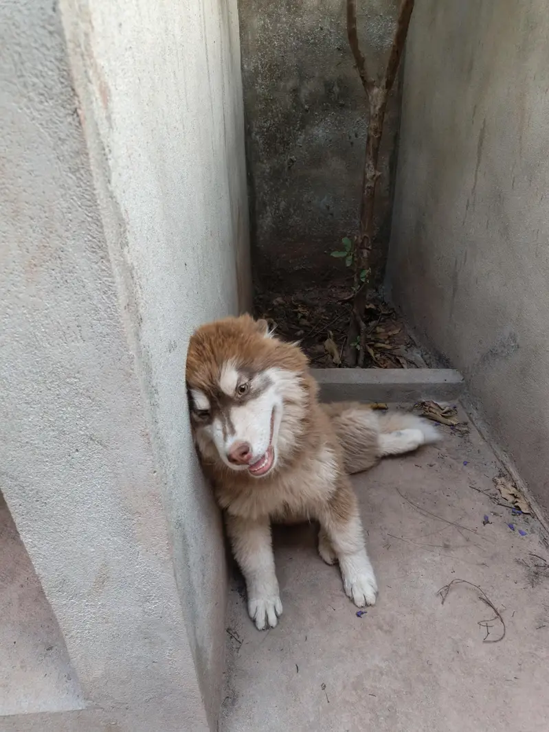 Husky puppies available for sale — photo 9
